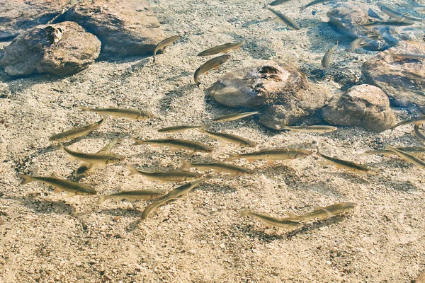 Много европейской рыбы в прозрачной воде горного озера — стоковое фото