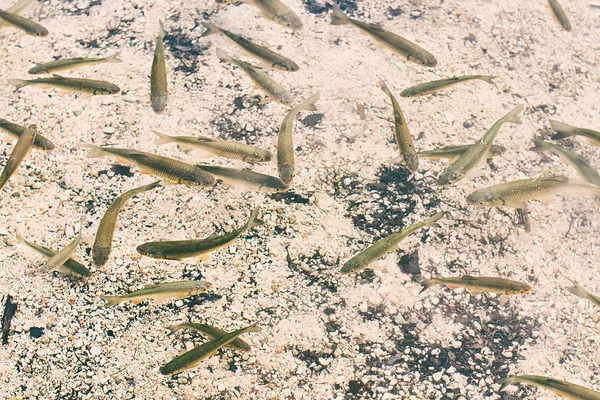 Un montón de peces chub europeos en el agua transparente de un lago de montaña — Foto de Stock