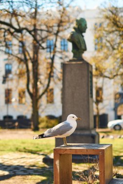 Oslo, Norveç Merkezi güneşli bahar gününde martı