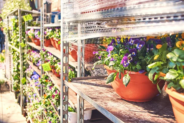 Viola tricolor in einem Keramiktopf mit anderen Blumen, die in einem Outdoor-Geschäft verkauft werden — Stockfoto