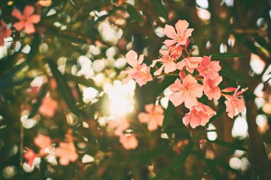 Güzel kırmızı ve pembe nerium oleander tropik ağaç çiçek güzel bokeh arka plan ile