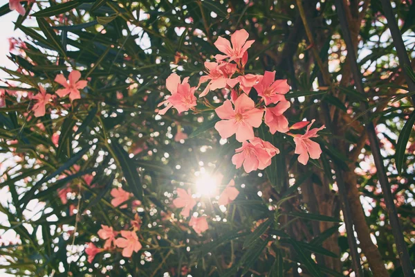 Beautiful red and pink nerium oleander tropical tree flowers with nice bokeh background