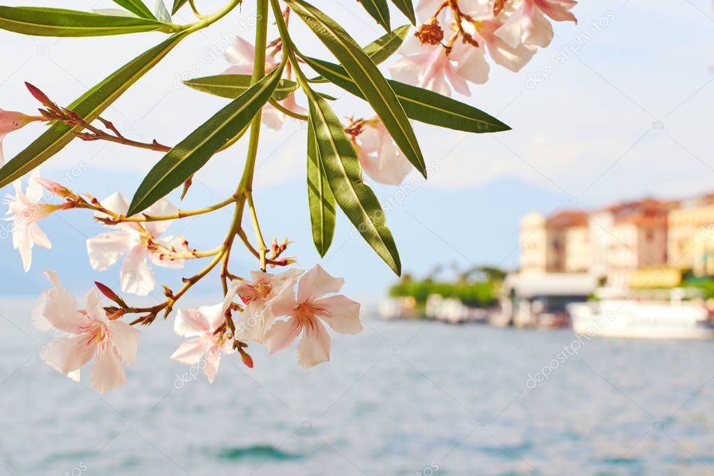 Beautiful sunny summer view of Bellagio town at lake Como in Italy with blooming nerium oleander flowers, ships and boats