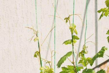 Young fresh grape vine shoot or sprouts attached to the wire of a vine training system.