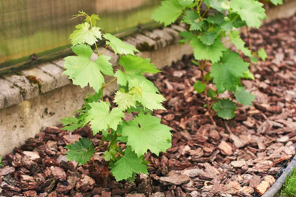 Young fresh grape vine shoot or sprouts attached to the wire of a vine training system on the ground covered with pine bark mulch.