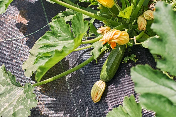 Bitki bahçesindeki sebze bahçesinde çiçek açan kabağı hasat etmeye hazır olun.