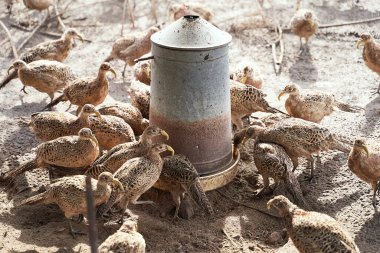Kuş çiftliğindeki birçok dişi sülün bir beslenme yalağının etrafında toplandı. Bütün kuşlar tüylerin gagalanmasını ve dövüşmesini önlemek için plastik gaga takıyor..