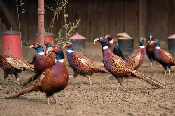 Muitos faisões comuns machos na fazenda de criação de aves. Todas as aves estão usando acessórios de bico de plástico para evitar bicadas de penas e brigas . — Fotografia de Stock