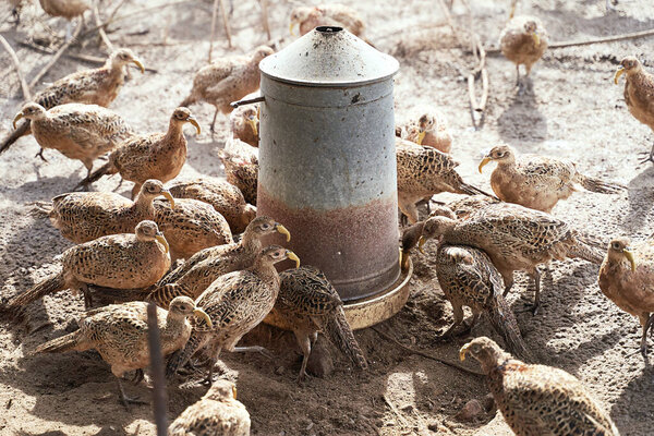 Многие женщины-фазаны на птицеводческой ферме собрались вокруг кормушки. Все птицы носят пластиковые клювы, чтобы предотвратить клевание перьев и бои
.