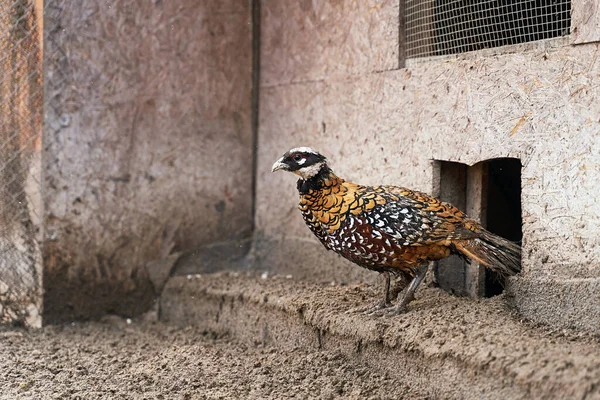Beautiful male Reevess pheasant with yellow feathers and white head on the bird breeding farm. — Stock Photo, Image
