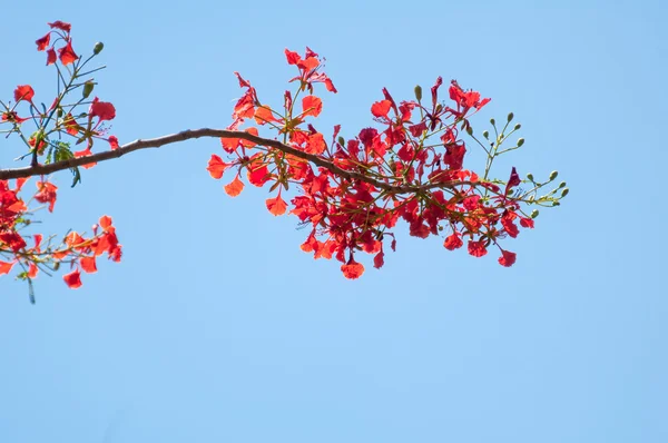 Delonix Regia ou Flame Tree ramo com flores vermelhas — Fotografia de Stock