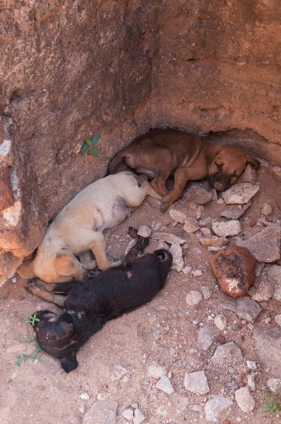 Three puppies sleeping in a corner — Stock Photo, Image