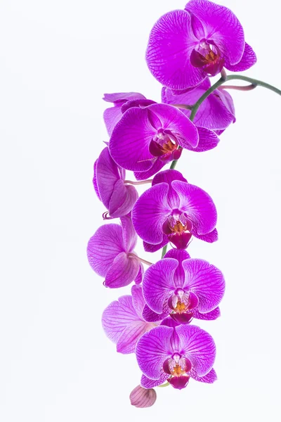Orquídea e broto branco e roxo de Phalaenopsis — Fotografia de Stock