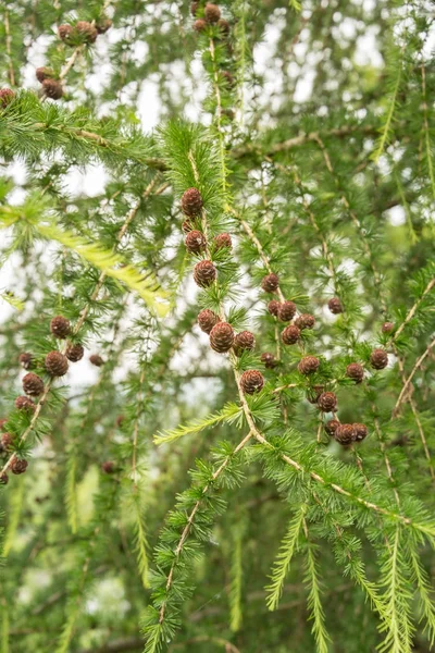 Mélèze avec cônes de pin — Photo