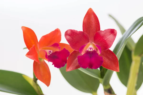 Cattleya Orchideen über weißem Hintergrund lizenzfreie Stockfotos