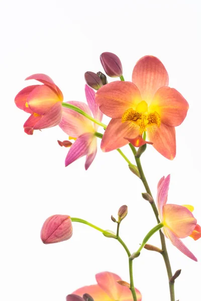 Red Orange Spathoglottis Plicata Ground Orchids White Background — Stock Photo, Image