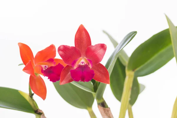 Orquídeas de Cattleya sobre fondo blanco —  Fotos de Stock