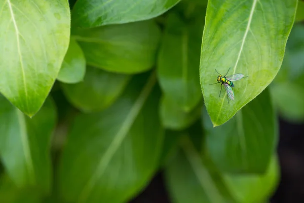 Färgglada Långbenta Fluga Grönt Blad Närbild — Stockfoto