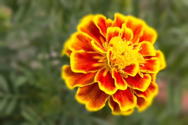 French Marigold flower close up — Stock Photo, Image