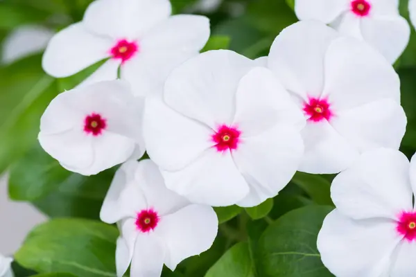 White Periwinkles flowers close up — Stock Photo, Image