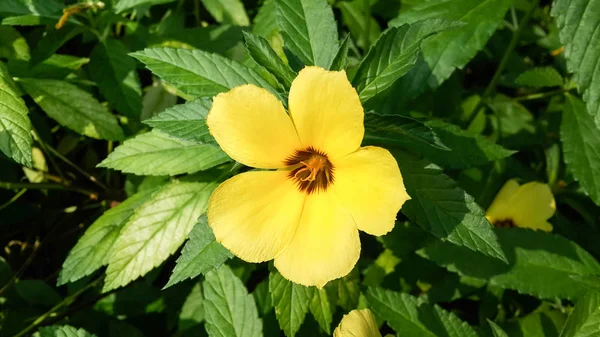 Schwefelerle oder Turnera subulata blühen aus nächster Nähe — Stockfoto