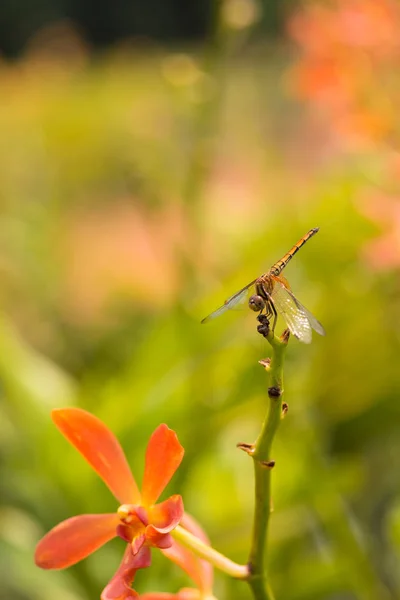 Libélula posada sobre un tallo — Foto de Stock