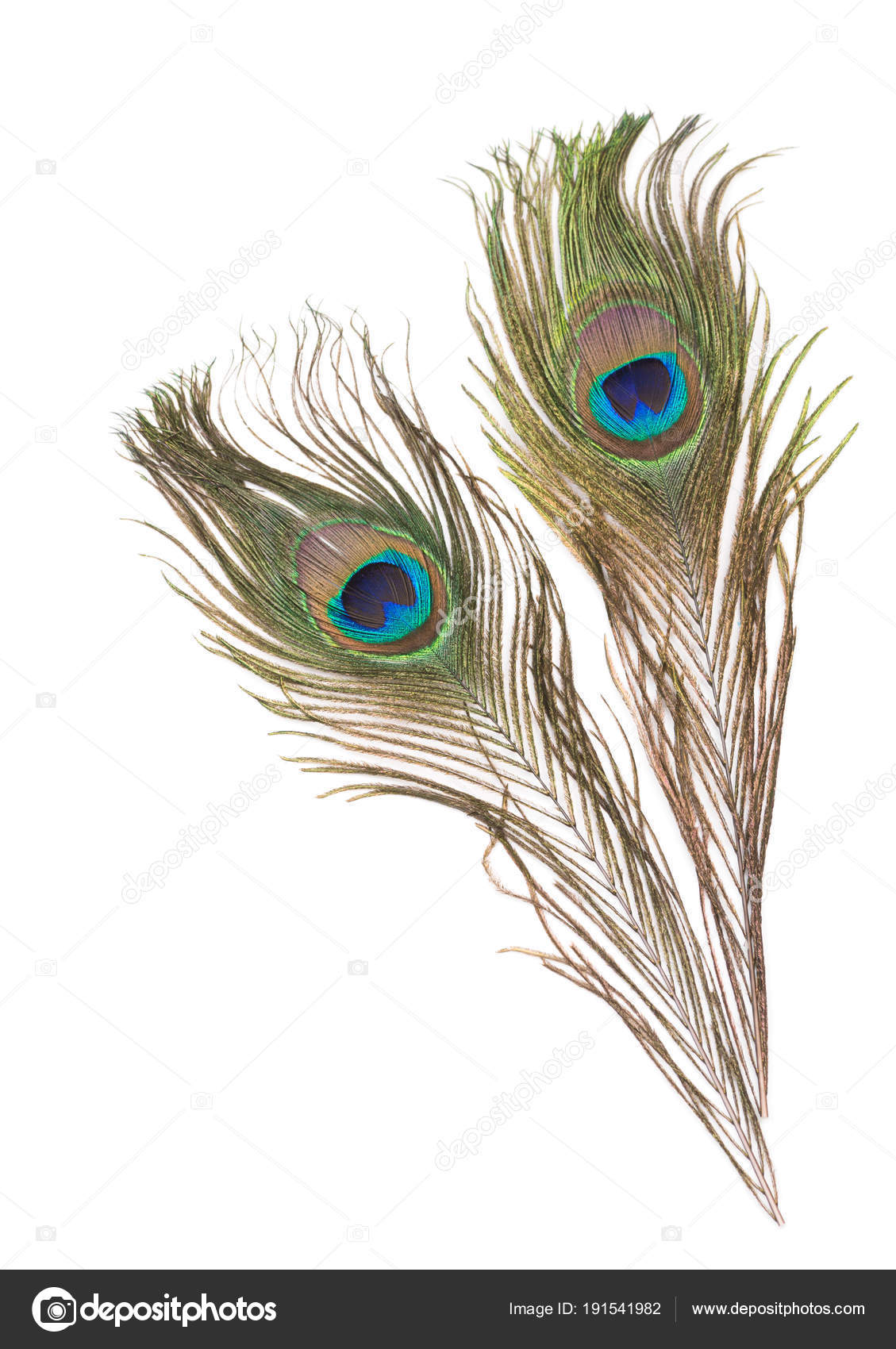 Peacock Feathers White Background — Stock Photo © calvste #191541982