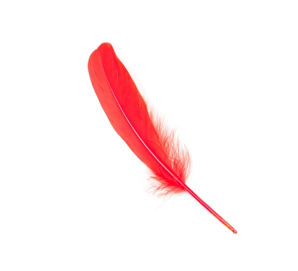 Pluma Roja Chile Sobre Fondo Blanco — Foto de Stock