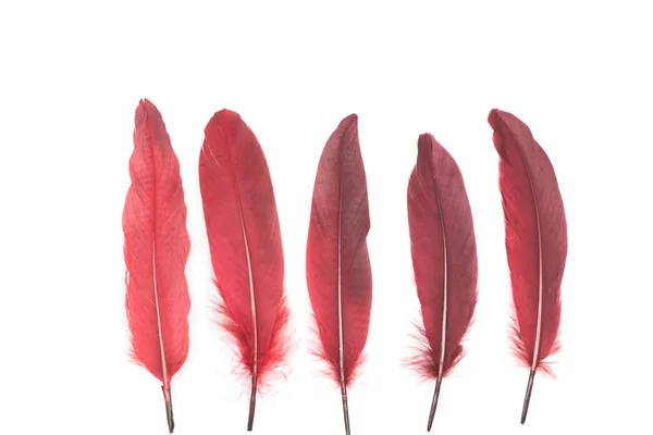 Burgundy Red Feathers White Background — Stock Photo, Image