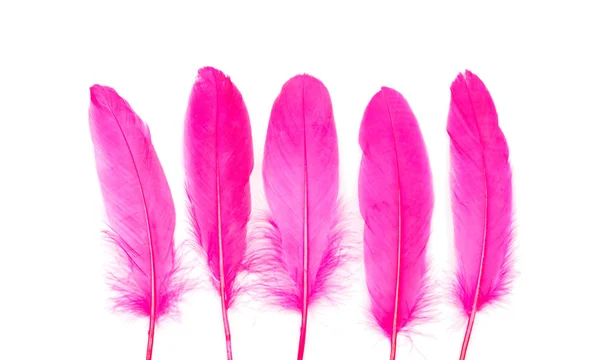 白色背景上的深粉色羽毛 — 图库照片