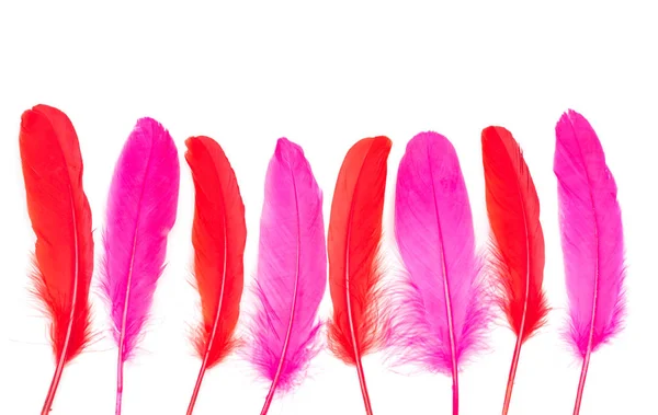 Dark Pink Chili Red Feathers White Background — Stock Photo, Image