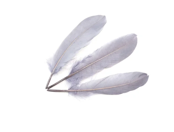 Grey Feathers White Background — Stock Photo, Image