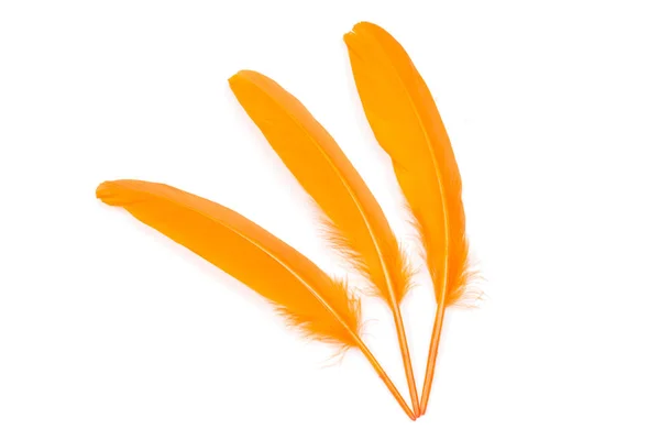Orange Feathers White Background — Stock Photo, Image