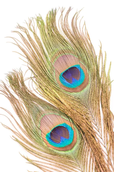 Peacock Feathers White Background — Stock Photo, Image