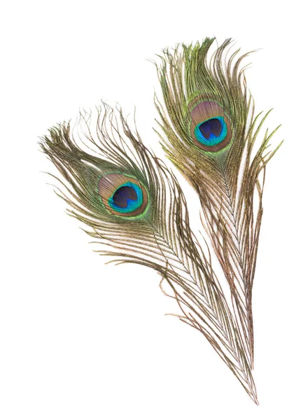 Peacock Feathers White Background — Stock Photo, Image