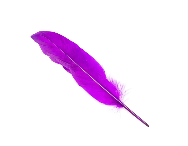 白色背景上的紫色羽毛 — 图库照片