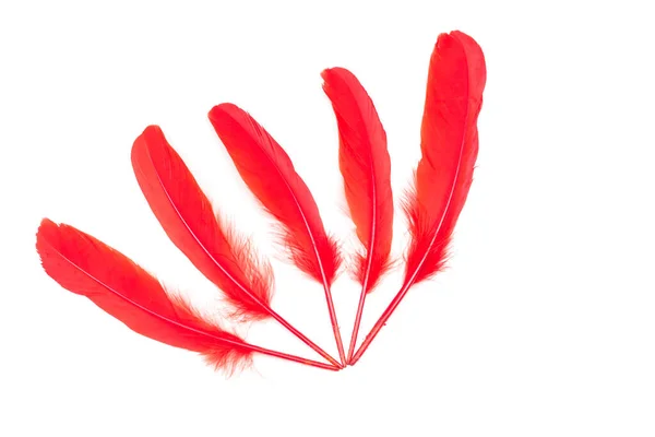 Piume Rosse Peperoncino Sfondo Bianco — Foto Stock