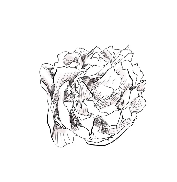 Kontur piwonia kwiat rysunku — Zdjęcie stockowe