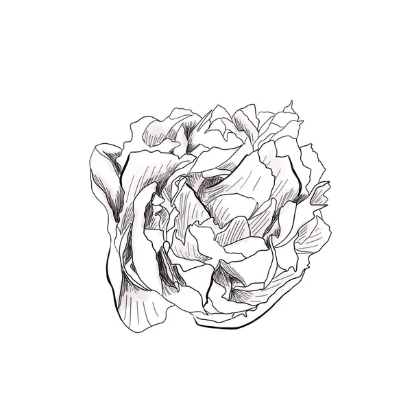 Contorno Peonia Disegno Fiore — Foto Stock