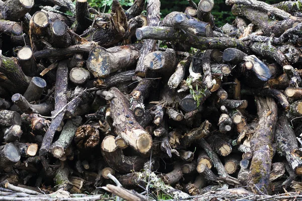 Pile of logs — Stock Photo, Image