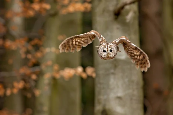 Tawny owl in flight — Stock Photo, Image