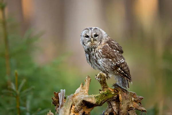 Tawny owl in forest — Stock Photo, Image