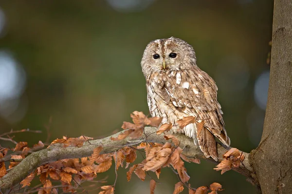 Tawny owl in forest — Stock Photo, Image