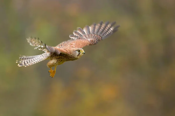 Retrato comum de Kestrel — Fotografia de Stock