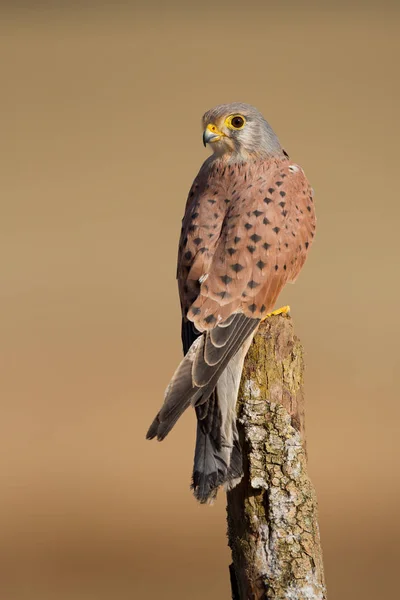 Common Kestrel portrait — Stock Photo, Image