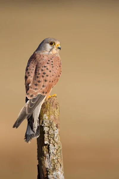 Common Kestrel portrait — Stock Photo, Image