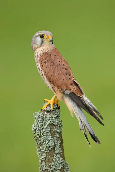 Common Kestrel portrait — Stock Photo, Image