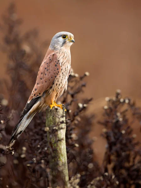 Common Kestrel portrait — Stock Photo, Image