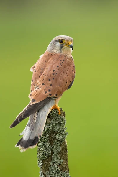 Common Kestrel portrait — Stock Photo, Image