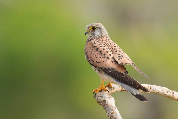 Common Kestrel portrait — Stock Photo, Image